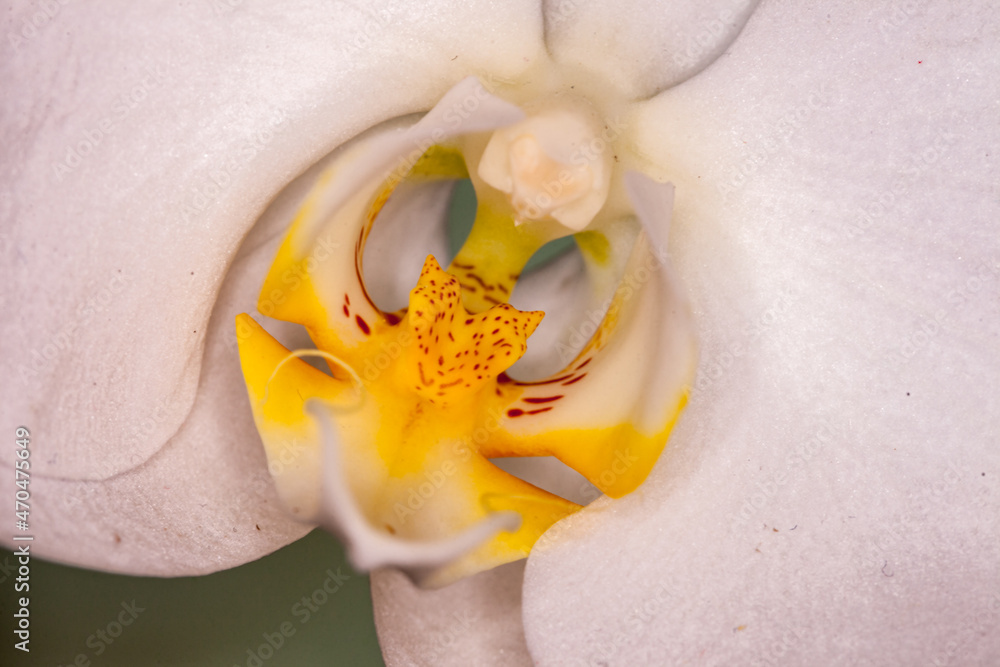 Poster Allassac (Corrèze, France) - Vue macroscopique d'une orchidée