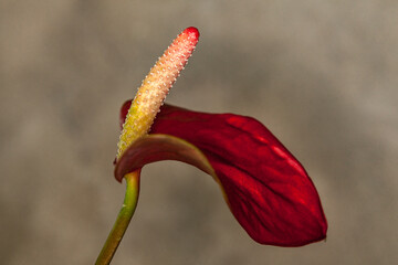 Allassac (Corrèze, France) - Vue macroscopique d'un anthurium rouge