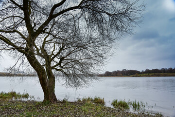 tree near the water