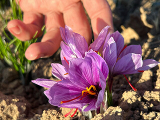 Picking beautiful saffron flowers in sunrise time