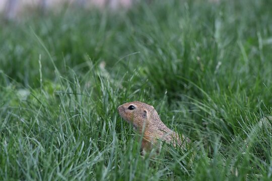 Suseł moręgowany pośr&oacute;d trawy (Spermophilus citellus) 
