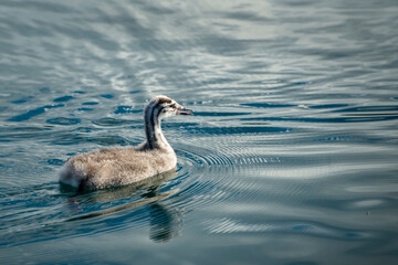 Baby bird of Australasian Crested Grebe swimming in Lake Wanaka, Central Otago.
