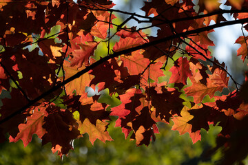 Autumn Oak Red Leaves