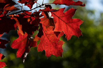 Fototapeta premium Red Oak Leaves In Autumn