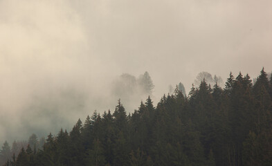 The forest in the fog. The fog has remained in the forest of fir trees, shadows of trees appear in the white clouds.