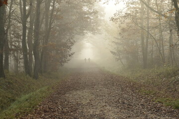 Ambiance de forêt dans la brume avec au loin deux cyclistes