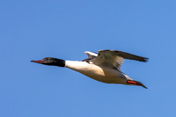 Common Merganser, Goosander, Mergus merganser, flying over a lake in Munich, Germany