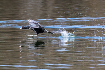 The Eurasian coot, Fulica atra swimming on the Kleinhesseloher Lake at Munich, Germany