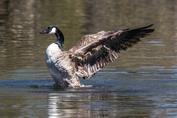 The Canada Goose, Branta canadensis at a Lake near Munich in Germany