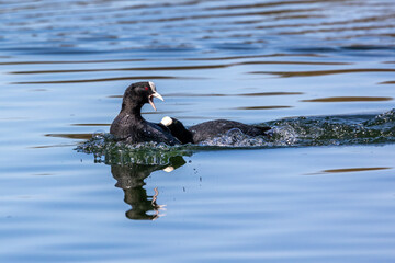The Eurasian coot, Fulica atra swimming on the Kleinhesseloher Lake at Munich, Germany