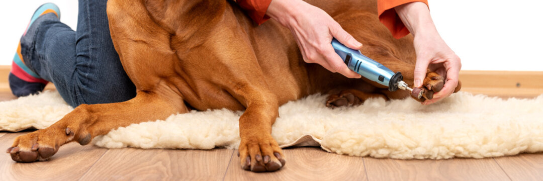 Dog nails grinding banner. Woman using a dremel to shorten dogs nails. Pet owner dremeling nails on vizsla dog.
