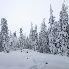 Winter nature. Foggy winter morning in Carpathian mountains with snow covered fir trees. Frosty weather. Christmas background. Artistic style.