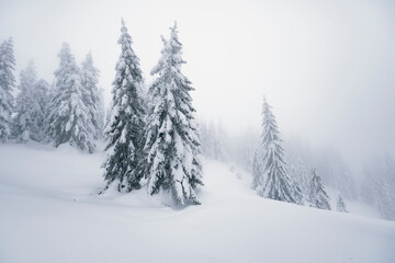 Fototapeta premium Winter nature. Foggy winter morning in Carpathian mountains with snow covered fir trees. Frosty weather. Christmas background. Artistic style.