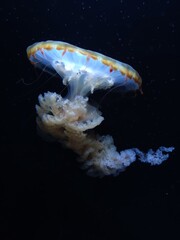 jellyfish in aquarium