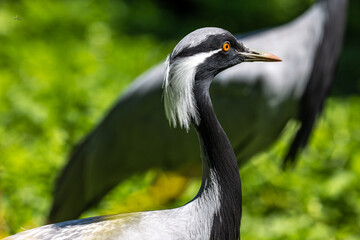 Obraz premium Demoiselle Crane, Anthropoides virgo are living in the bright green meadow during the day time