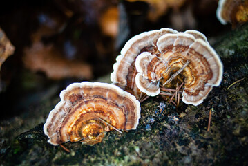Closeup view of a group of birch tailed polypore mushroom, versicolor trametes polyporaceae.