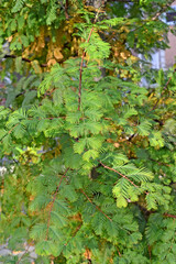Metasequoia glyptostroboides Hu & W.C.Cheng. Fragment of a young plant