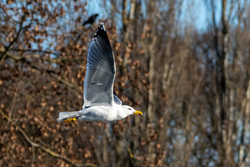 The European Herring Gull, Larus argentatus is a large gull. Here flying in the air.