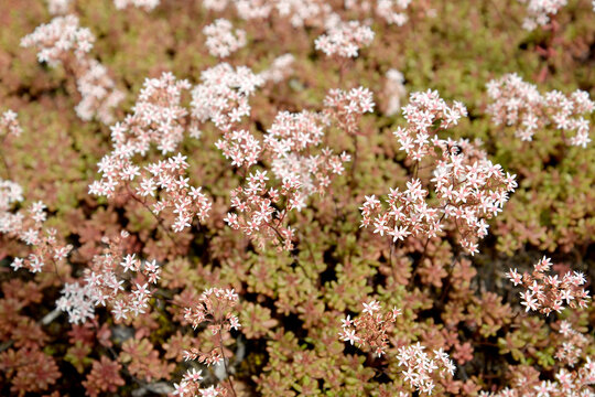 Sedum white (Sedum album L.). Flowering plants