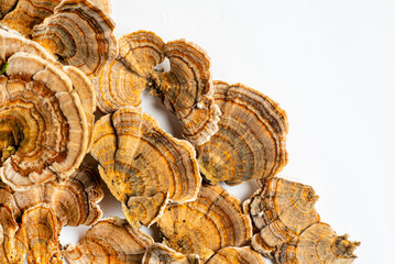 Trametes versicolor is a polypore mushroom, commonly known as turkey's tail. Isolated on white background.
