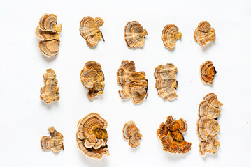 Trametes versicolor is a polypore mushroom, commonly known as turkey's tail. Isolated on white background.