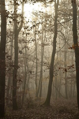 Obraz premium Paysage en forêt avec un effet de brume aux allures fantomatiques 