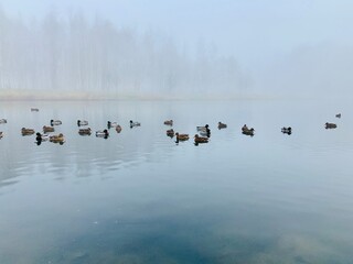 A flock of wild ducks swims on the lake in autumn on a foggy day.