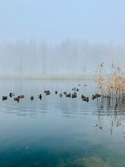 A flock of wild ducks swims on the lake in autumn on a foggy day.