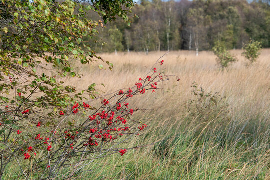 Landschaft mit Birken und Str&auml;uchern mit roten Beeren am Naturlehrpfad Ewiges Meer in Eversmeer im Herbst