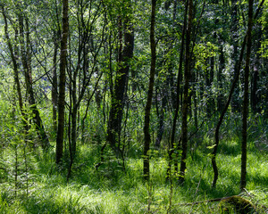 Green fresh forest in the morning