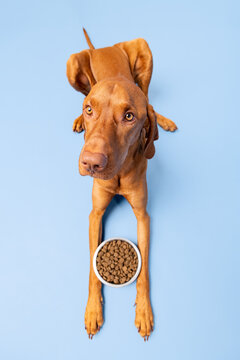 Naklejki Dog food studio shot. Vizsla dog with bowl full of kibble isolated over pastel blue background. Dry pet food concept.