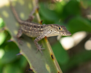 lizard on a branch