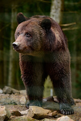 Obraz premium Natural National Park of Ukraine Synevyrska Polyana and its inhabitants are brown bears.