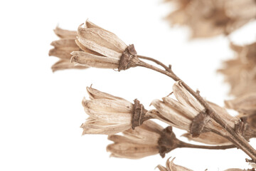 Elegant fragile dried little flowers light vintage brown color on white bokeh background