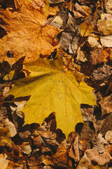autumn leaves on the floor