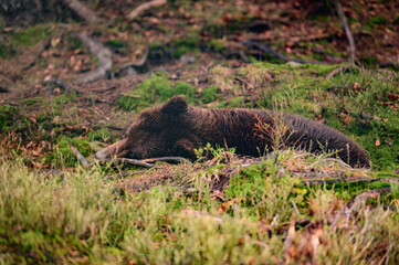 Brown bear on a walk and in search of food, a bear after hibernation.