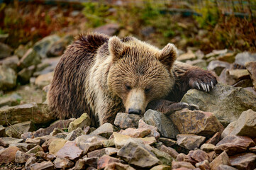 Obraz premium Brown bear on a walk and in search of food, a bear after hibernation.