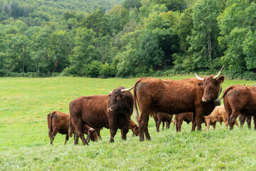 Kuhherde, Auvergne, Frankreich