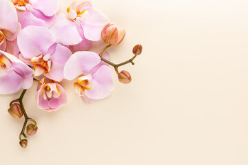 Pink spa orchid theme objects on pastel background.
