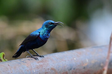 Purple Sunbird in different moods