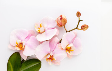 Fototapeta na wymiar Pink spa orchid theme objects on pastel background.