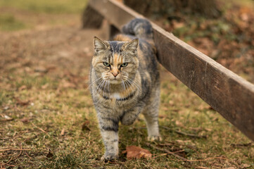 Beautiful feral tabby cat outdoors with hurt leg, warm autumn colors