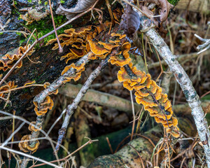 Many Zoned Polypore