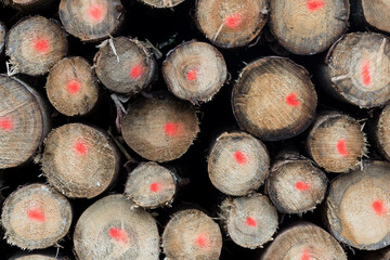 Holzindustrie / Geschlagene Stämme im Wald