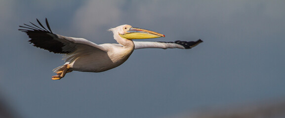 Pelican in flight