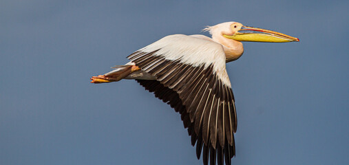 Pelican in flight