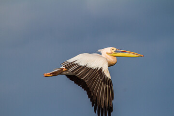 Pelican in flight