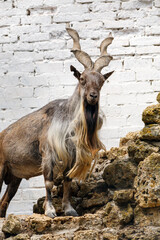 Markhor, Capra falconeri, mountain goat standing on a rock. Aviary of the reserve, protection of rare animals.