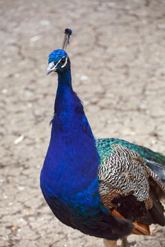 Close-up image of a bright blue male peacock with a crest standing in a park.
