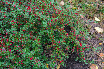 Cotoneaster dammeri